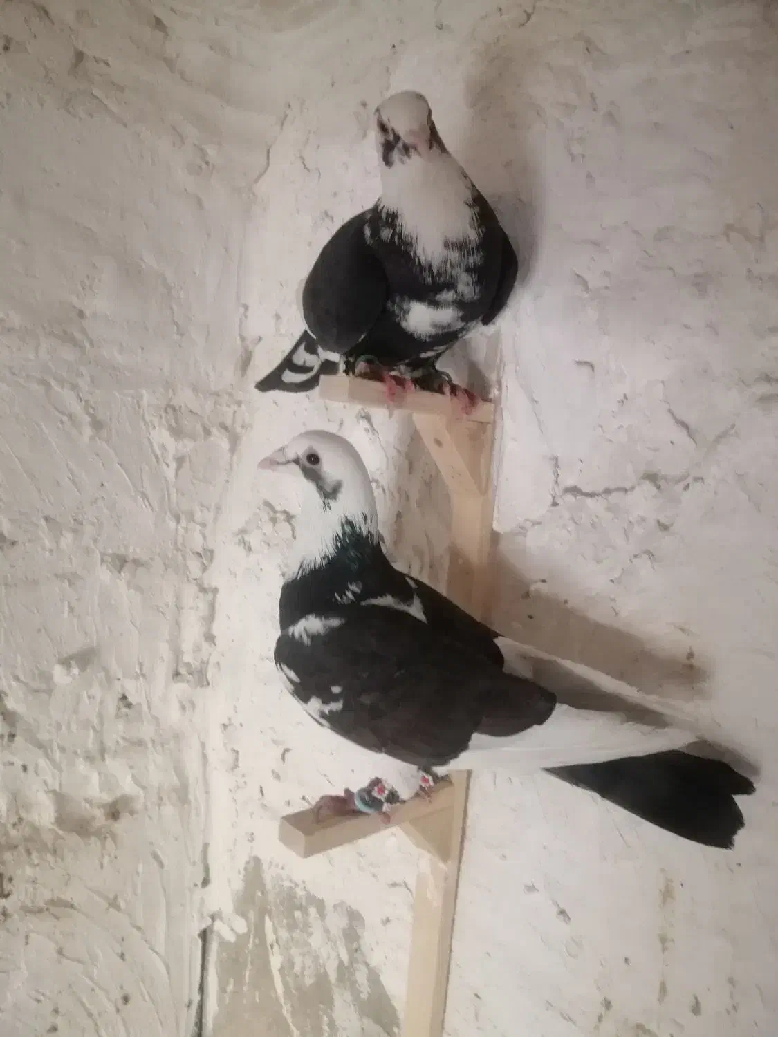 یک جفت ابلغ|پرنده|کازرون, |دیوار