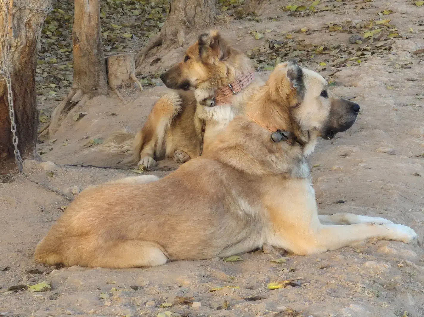 فروش سگ نگهبان|سگ|قلعه نو, |دیوار