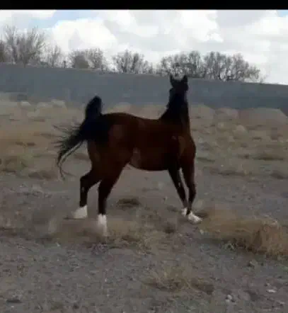 اسب مادیان|اسب و تجهیزات اسب‌سواری|رفسنجان, |دیوار