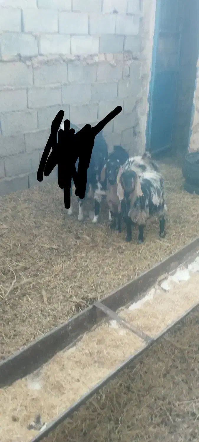 بزغاله دورگ پاکستانی ماده|حیوانات مزرعه|سده (خراسان جنوبی), |دیوار