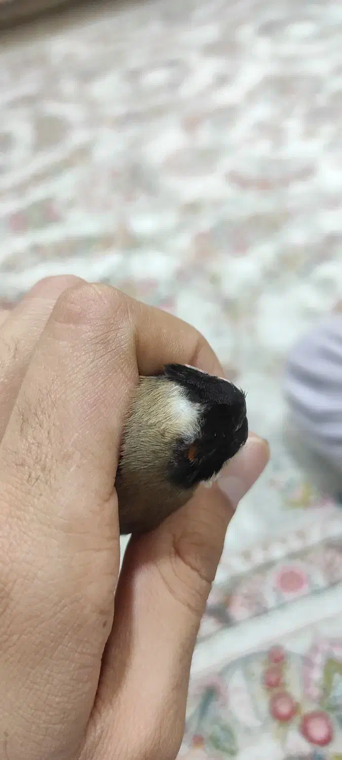 سهره چهار گل|پرنده|تهران, حر|دیوار