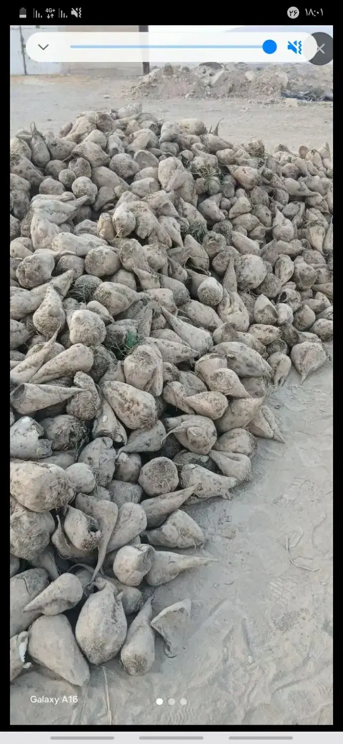 چغندر قند|لوازم جانبی حیوانات|سیلاخور, |دیوار