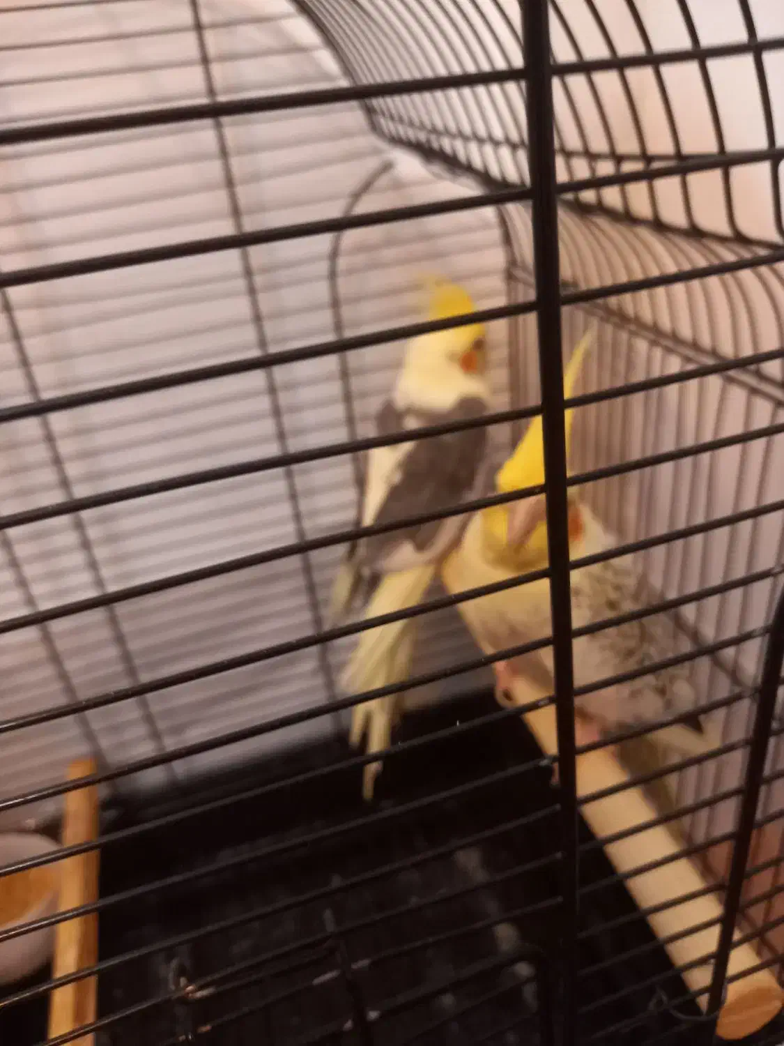 جفت عروس هلندی نر  و ماده|پرنده|مشهد, الهیه|دیوار