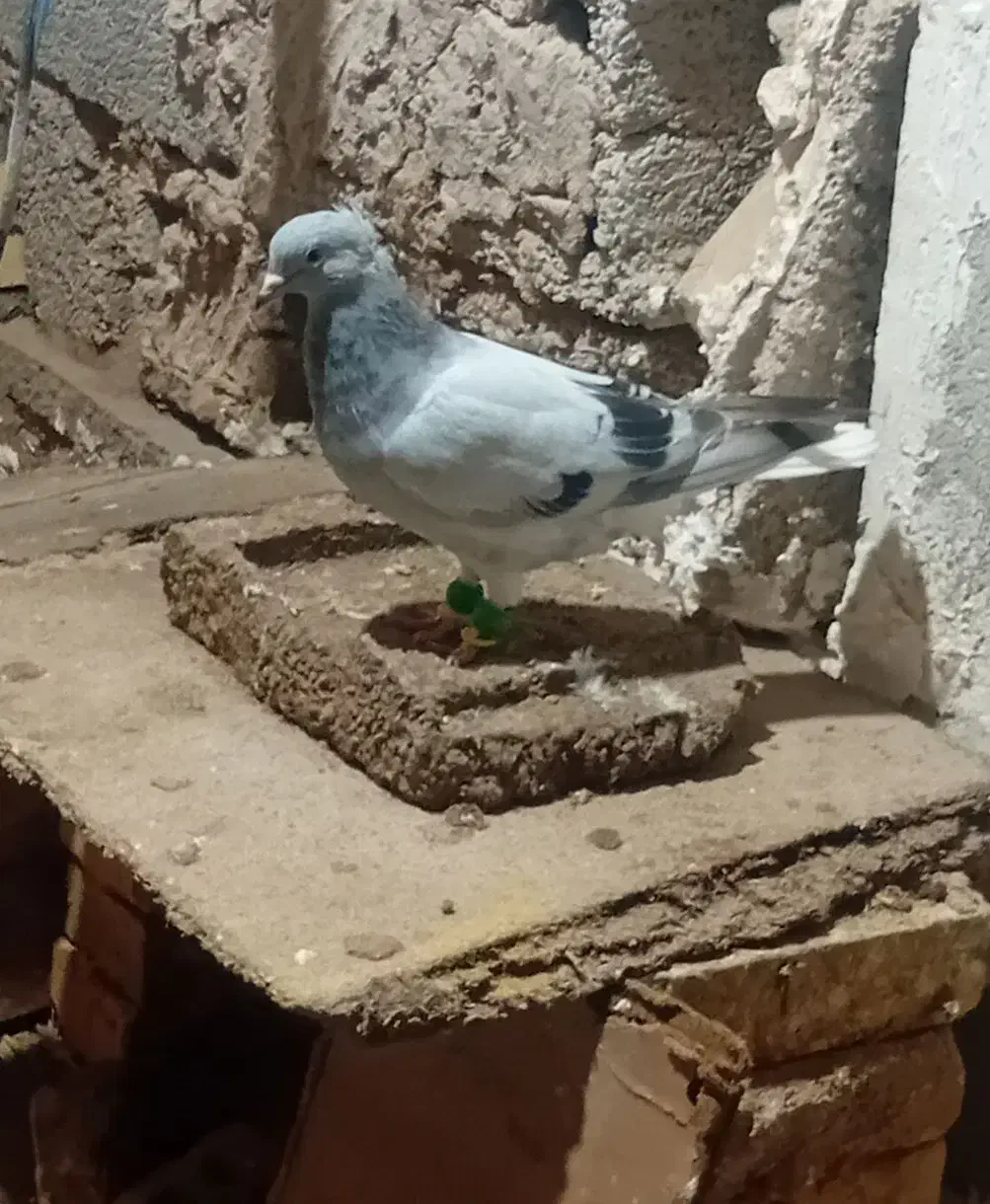 ماده چهی دمپاک|پرنده|شوشتر, |دیوار