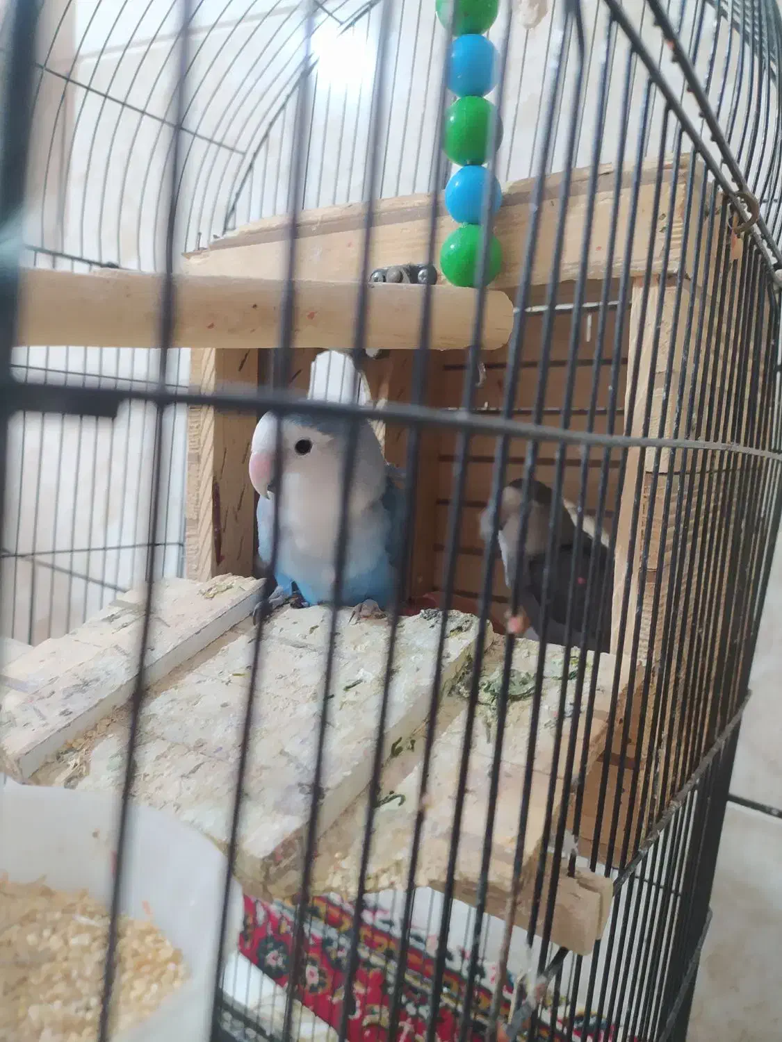 طوطی برزیلی|پرنده|زرقان, |دیوار