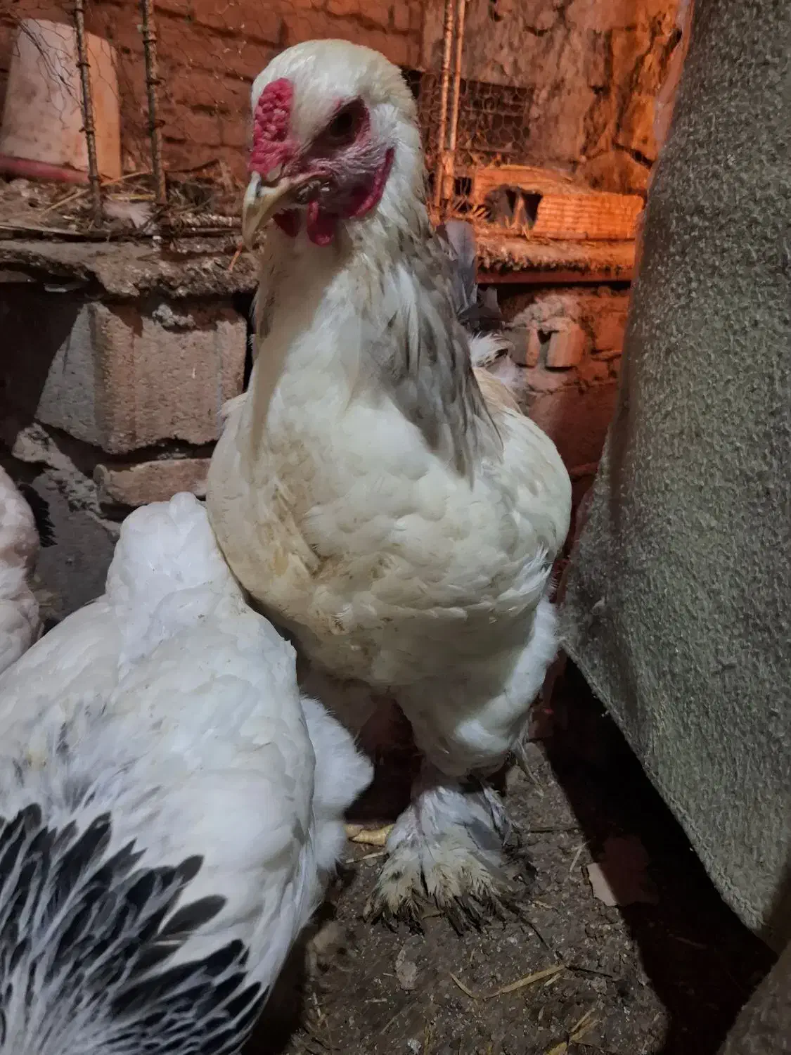 مرغ و خروس برهما لایت|حیوانات مزرعه|رستمکلا, |دیوار