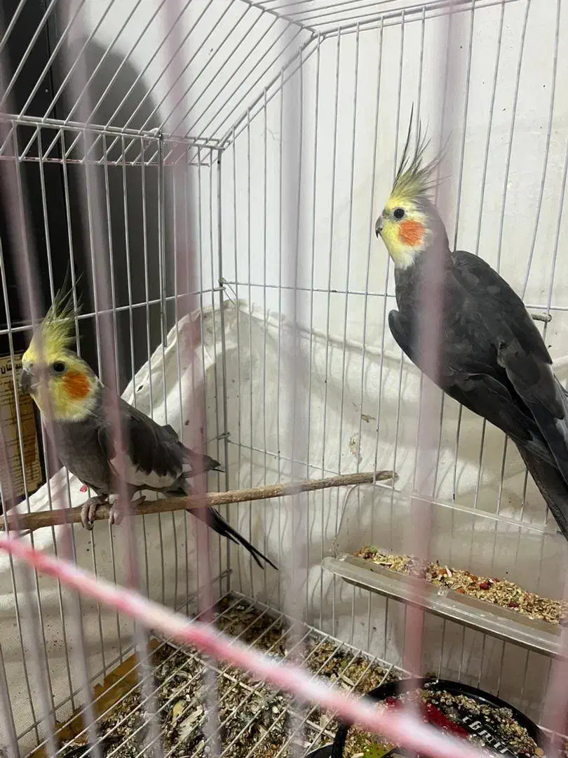 طوطی عروس سخنگو نر|پرنده|رشت, جانبازان|دیوار