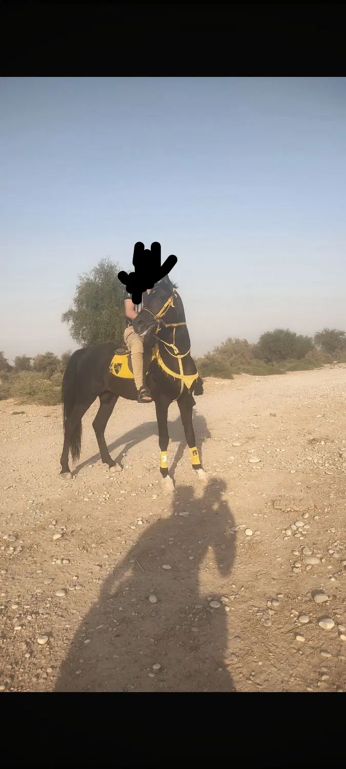 اسب|اسب و تجهیزات اسب‌سواری|شوشتر, |دیوار