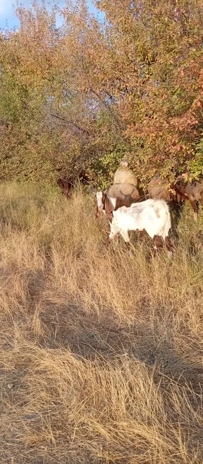 بز پاکستانی|حیوانات مزرعه|زند, |دیوار