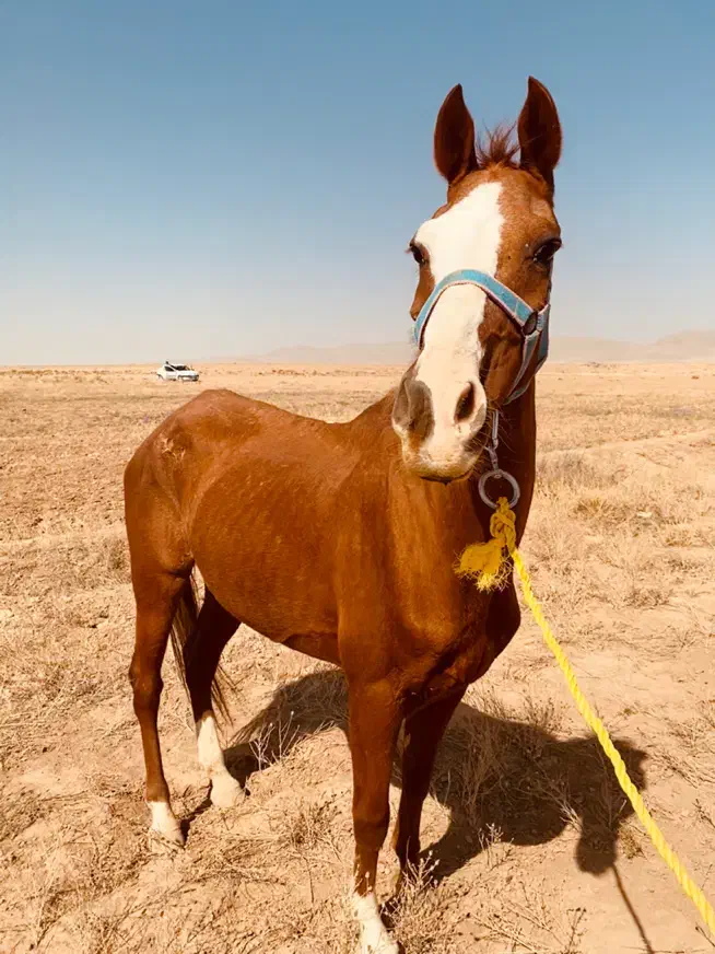 اسب ترکمن فروش فوری|اسب و تجهیزات اسب‌سواری|تهران, مختاری|دیوار