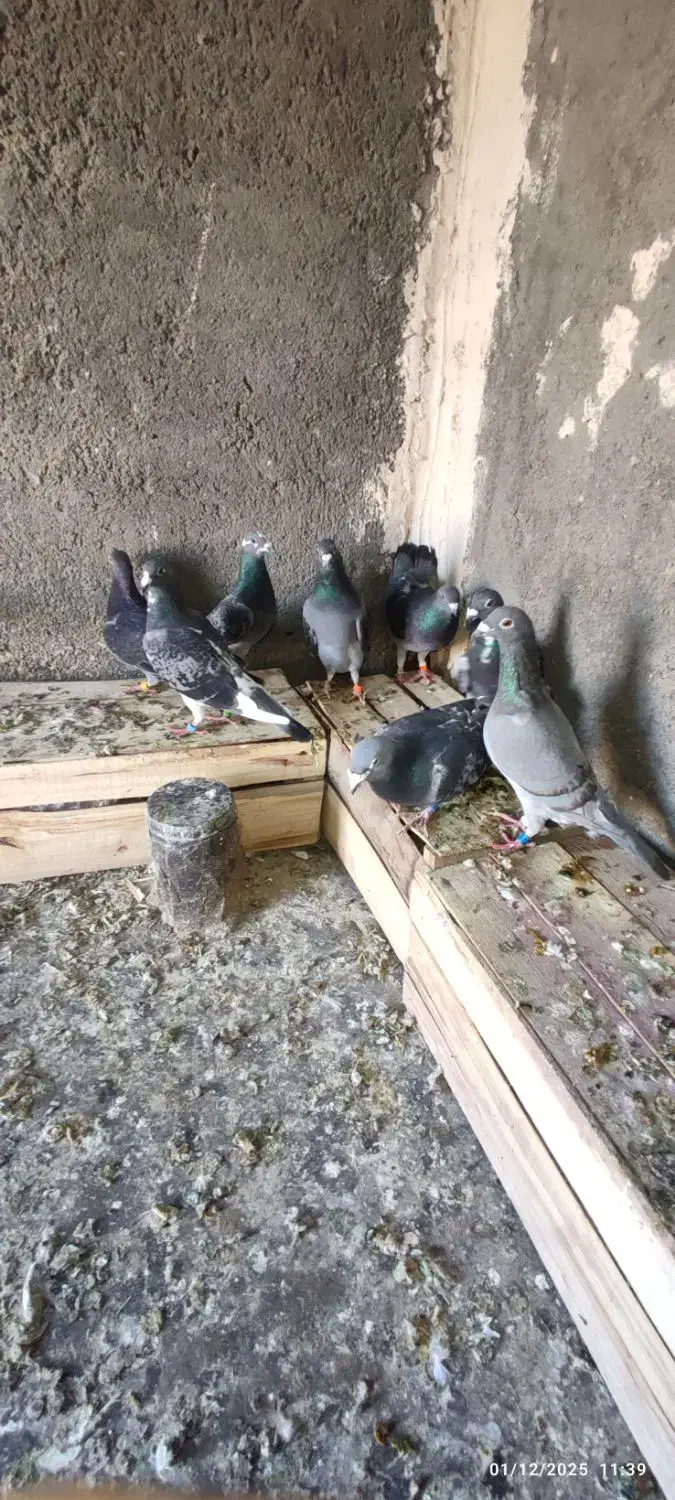 پلاکی اهوازی آلمانی|پرنده|مشهد, مهدی آباد|دیوار