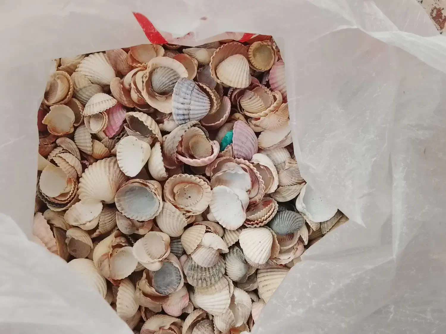 صدف|ماهی|شوشتر, |دیوار