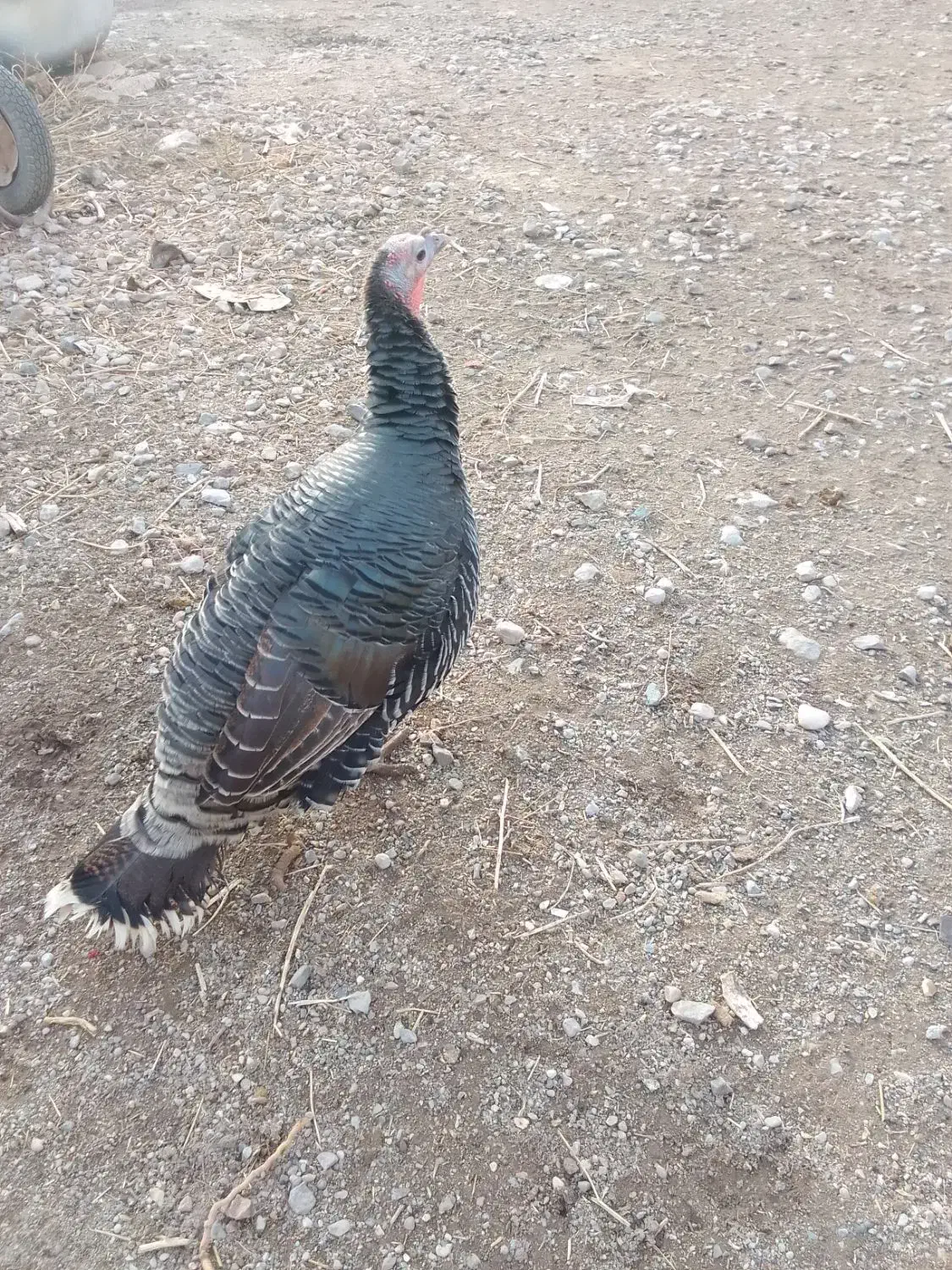 15000000|حیوانات مزرعه|قیدار, |دیوار