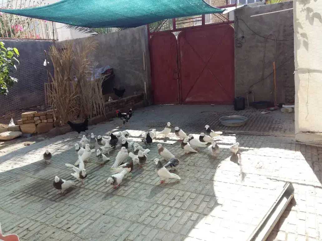 کبوتر طوقی|پرنده|قصرشیرین, |دیوار