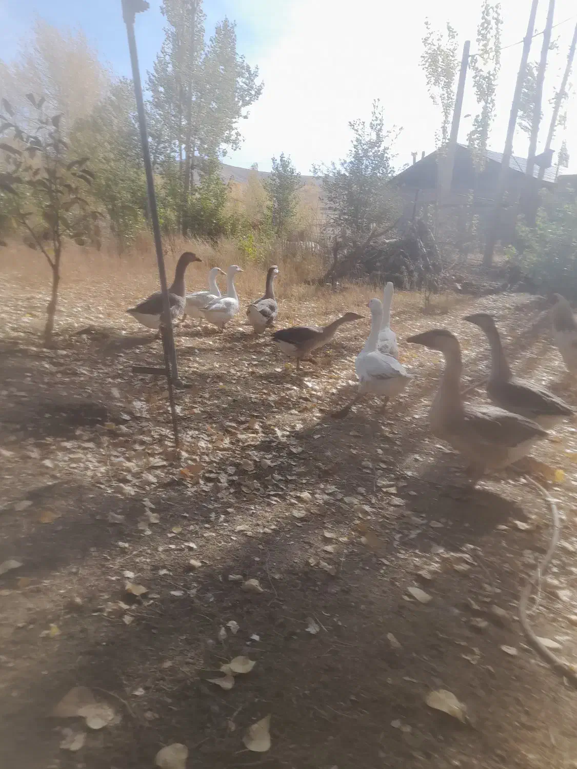 ۱۰ عدد قوغاز تخم گزار|حیوانات مزرعه|خلخال, |دیوار