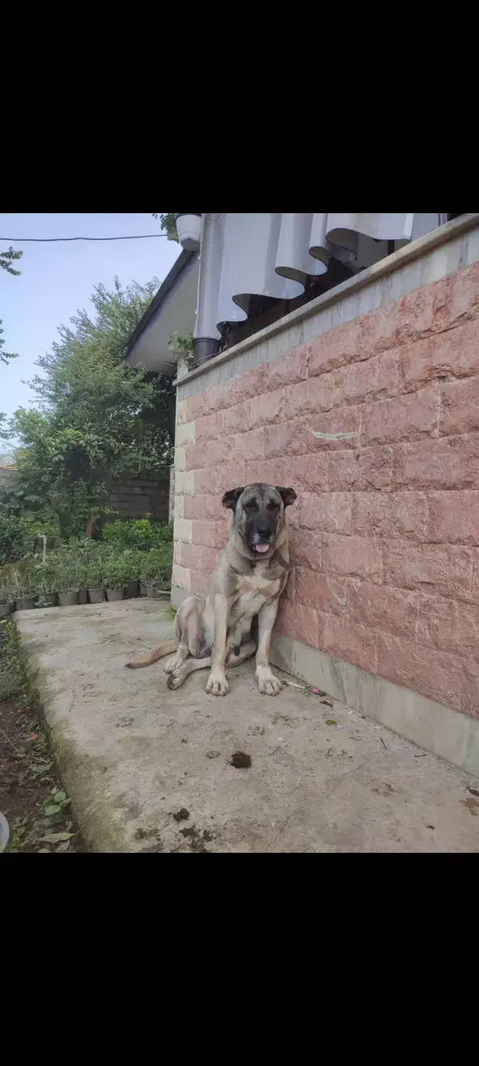 ماده سرابی فول|سگ|چابکسر, |دیوار