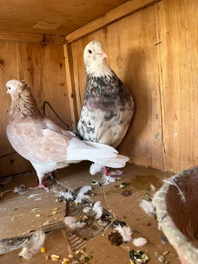 کفتر سرور کاشان|پرنده|تهران, ستارخان|دیوار