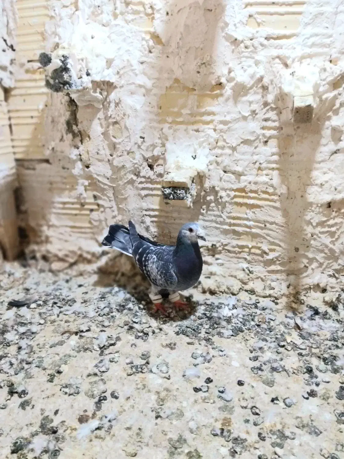 کفتر‌پرشی|پرنده|مشهد, امیرآباد|دیوار