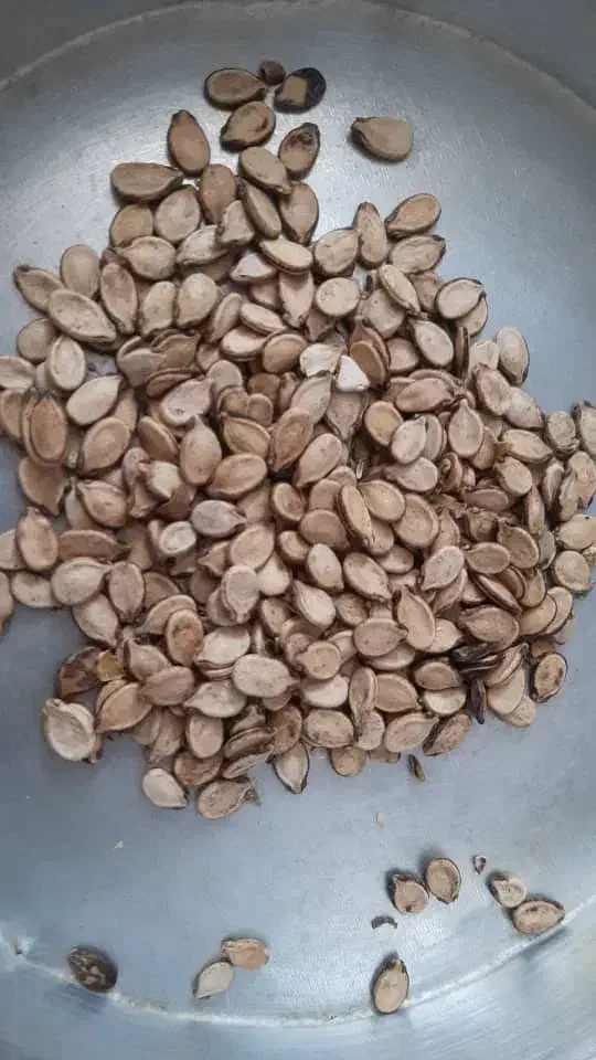 تخمه هندوانه آجیلی خام|خوردنی و آشامیدنی|شیراز, شاهچراغ|دیوار