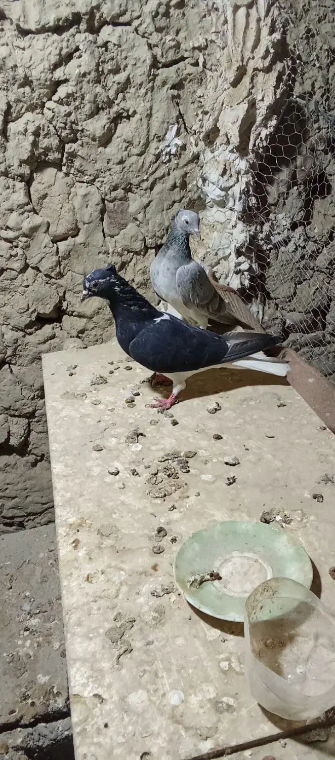 1000000|حیوانات|اسفراین, |دیوار