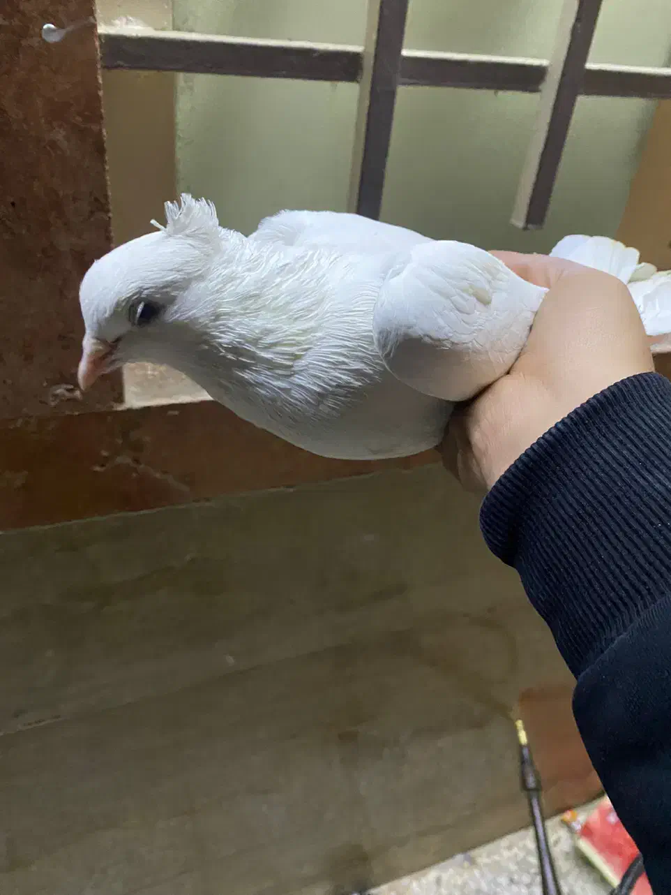 کفتر|پرنده|قم, امامزاده ابراهیم|دیوار