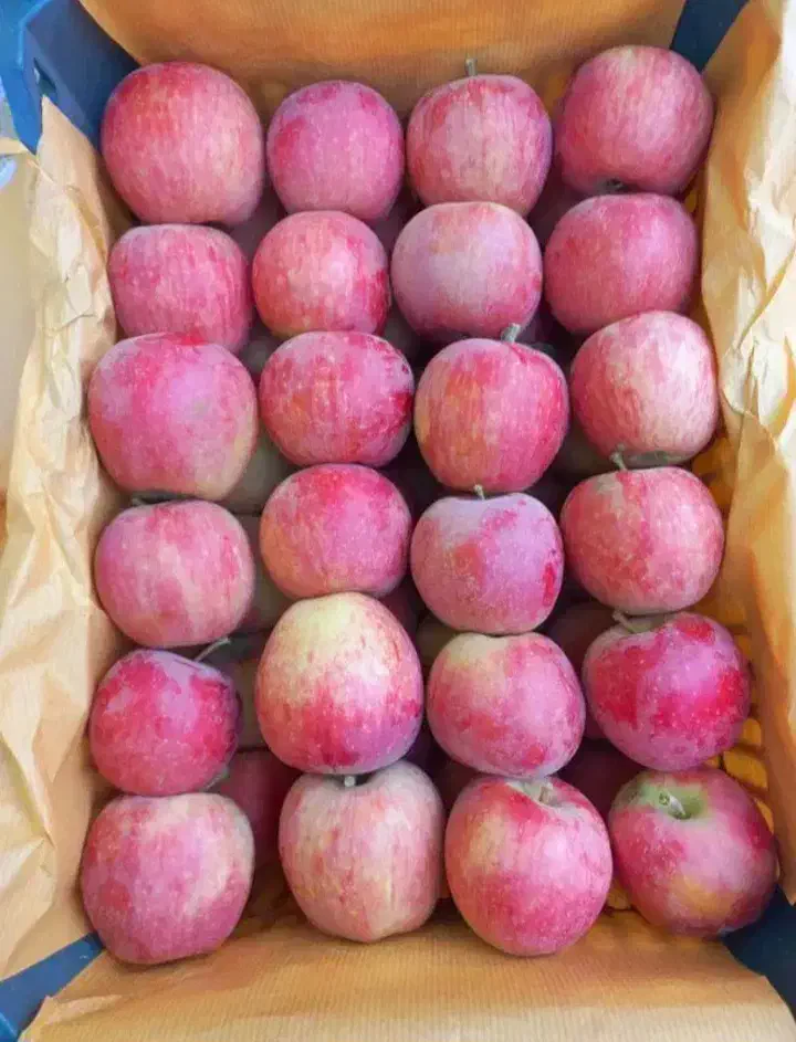 فروش 60 تن سیب قرمز و سفید|حراج|میاندوآب, |دیوار