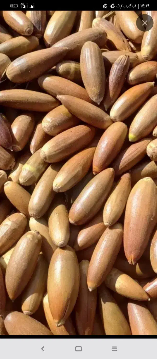 بلوط تازه با کمترین رطوبت ماندگاری بالا خوراک دام|لوازم جانبی حیوانات|نورآباد ممسنی, |دیوار