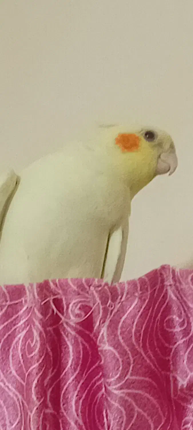 عروس هلندی بالغ|پرنده|پرند, فاز ۵|دیوار