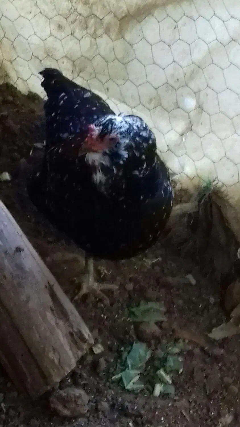 مرغ خروس گلین|حیوانات مزرعه|خان ببین, |دیوار