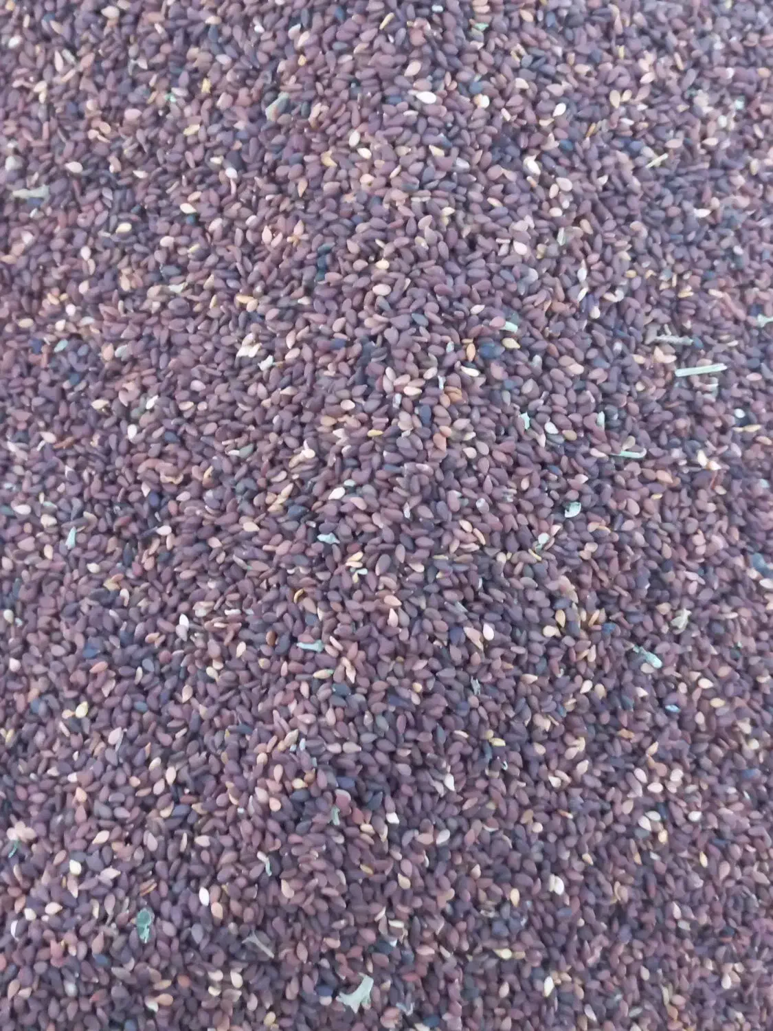 کنجد|خوردنی و آشامیدنی|بندرعباس, |دیوار