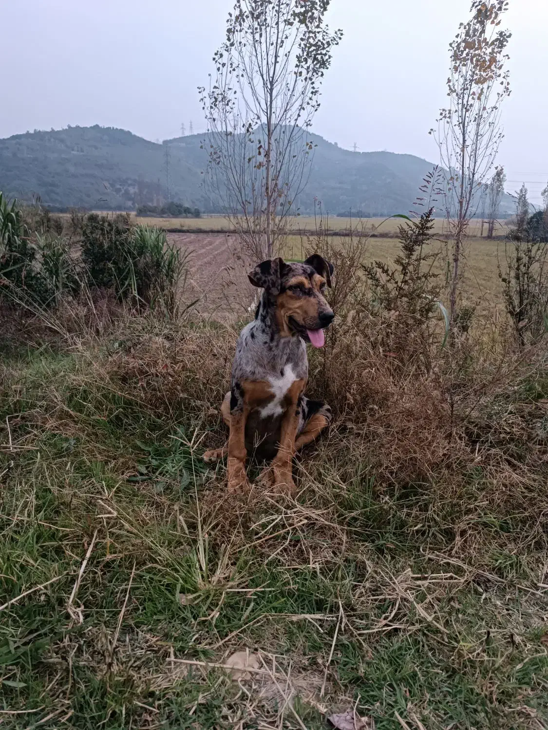 واگذاری گیریت دین نر کم نظیر|سگ|بابل, |دیوار