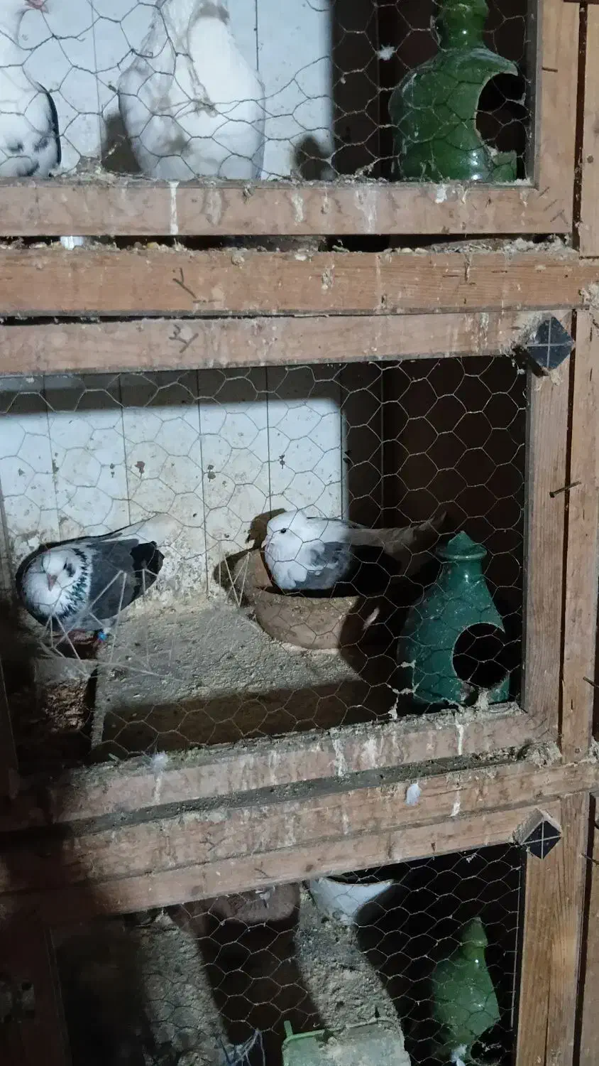 کبوتر جفتگاهی و پرشی|پرنده|سنگر, |دیوار