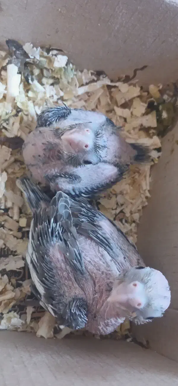 جوجه عروس هلندی|پرنده|ایلام, |دیوار