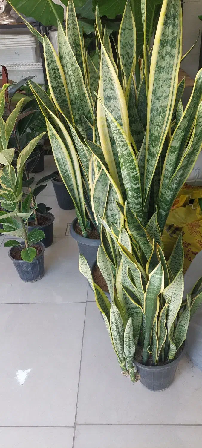 گلهای آپارتمانی|گل و گیاه طبیعی|کرمانشاه, |دیوار