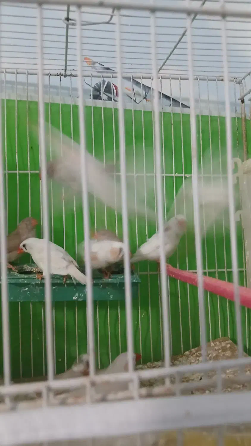 فنچ بالغ وجوجه|پرنده|فردوس (خراسان), |دیوار