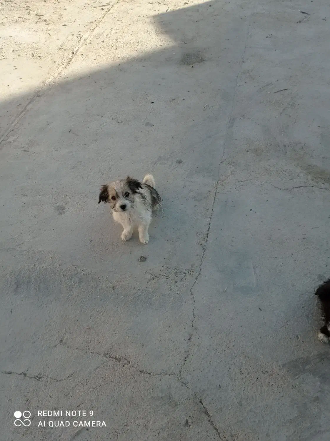 توله های میکس تریر و پامر|سگ|دامغان, |دیوار