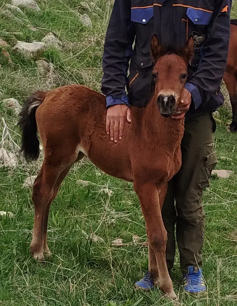 کره نریان 8 ماهه|اسب و تجهیزات اسب‌سواری|ورزقان, |دیوار