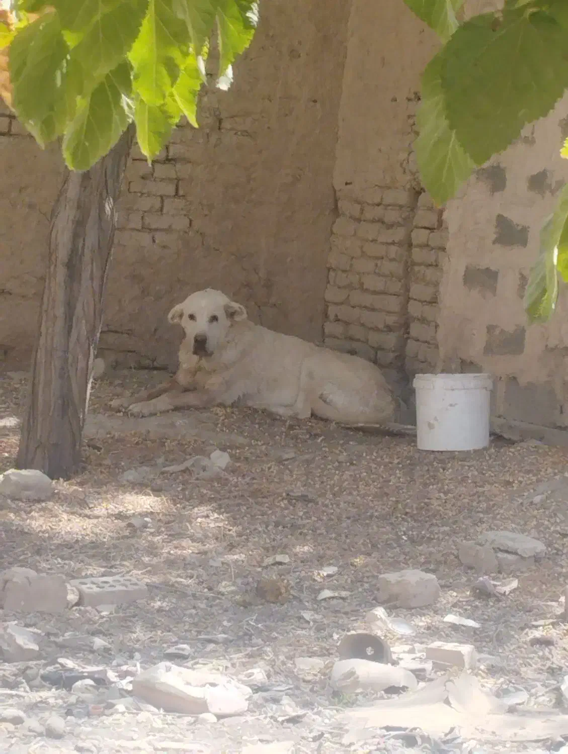 لاس درجه یک|سگ|اصفهان, قائمیه|دیوار