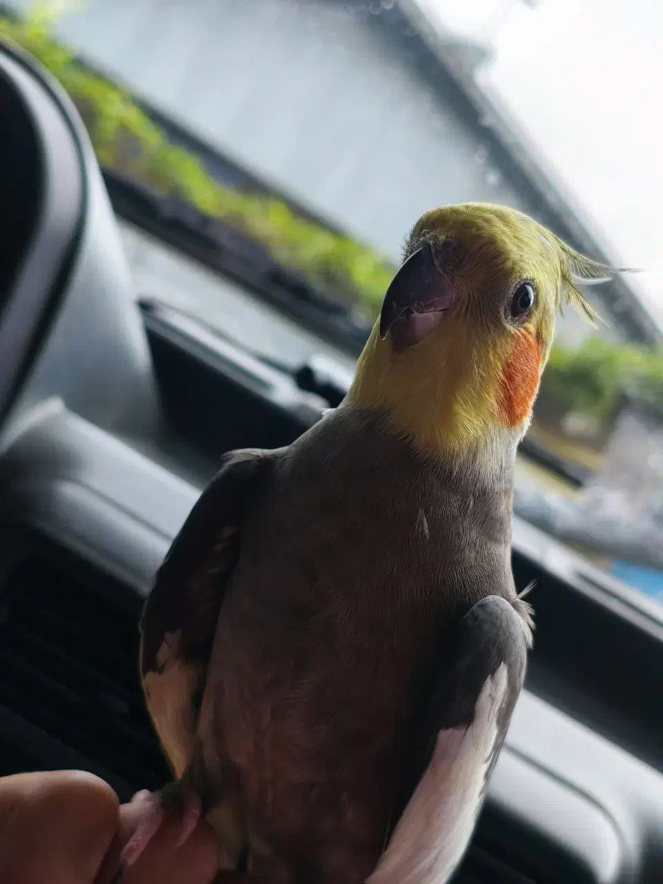 هلندی گم شده|حیوانات|فومن, |دیوار