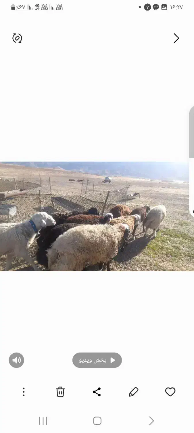 بره نر افشاری|حیوانات مزرعه|اشترینان, |دیوار