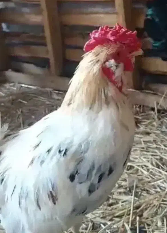 خروس گلین در حمیدیه|حیوانات مزرعه|حمیدیه, |دیوار