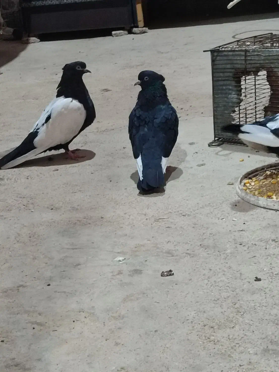 کبوتر سینه سیاه|پرنده|حمیدیه, |دیوار