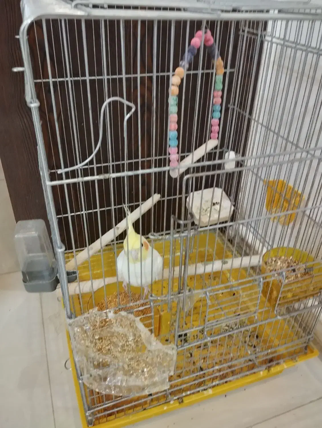 عروس هلندی یکساله حرف میزنه|پرنده|هشتگرد, هشتگرد قدیم|دیوار