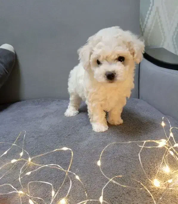 بیچون فرایز|سگ|تهران, صادقیه|دیوار