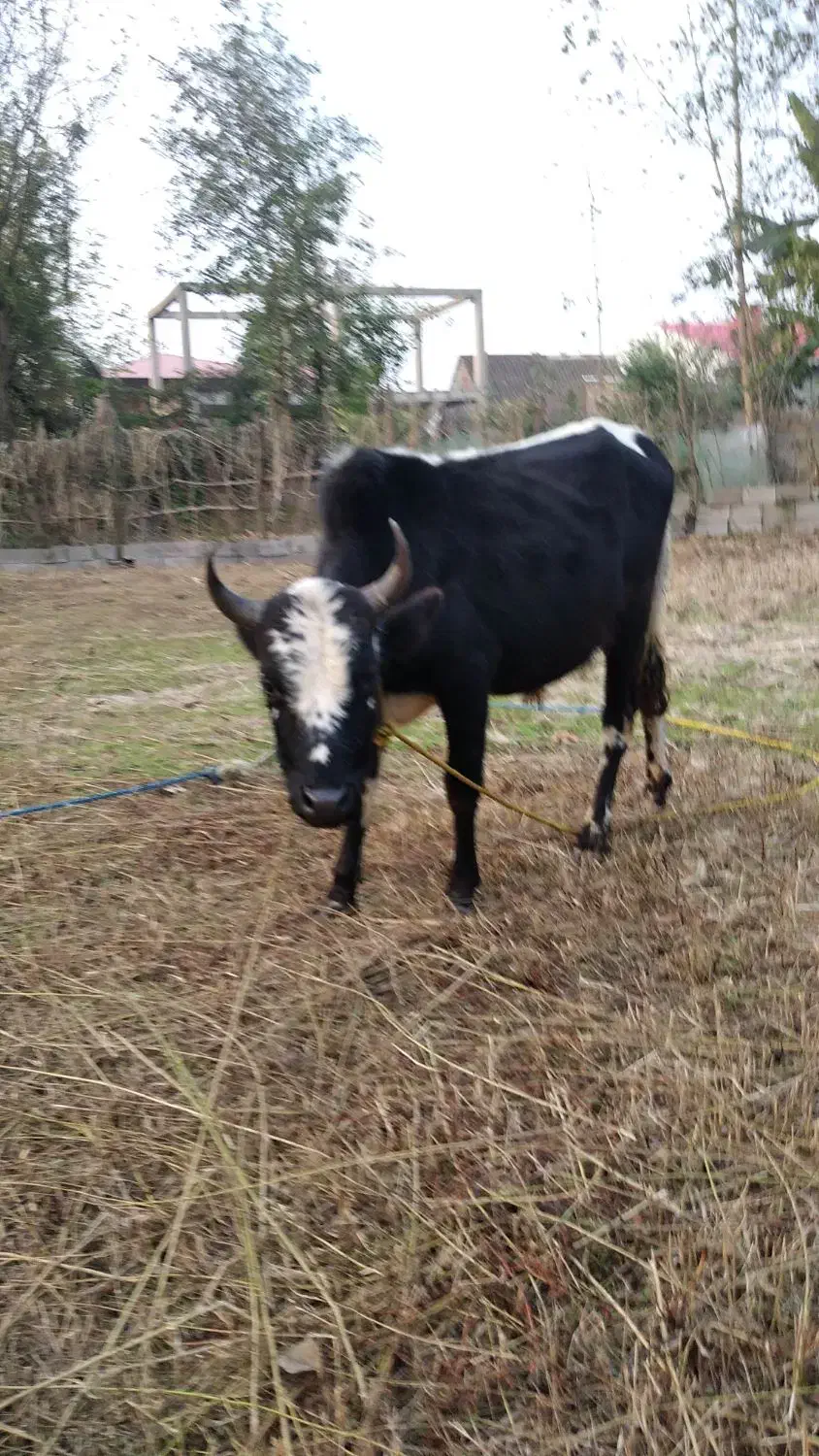 ورزا سیاه سل چالوسی|حیوانات مزرعه|رشت, حومه رشت|دیوار