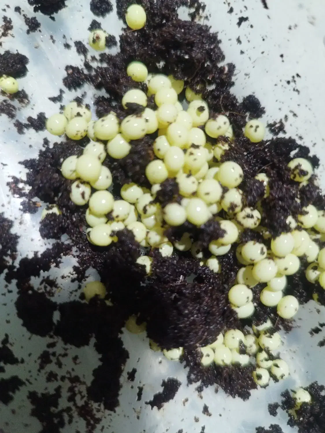 خاک خوب  گلدان|گل و گیاه طبیعی|کرج, اتحاد|دیوار