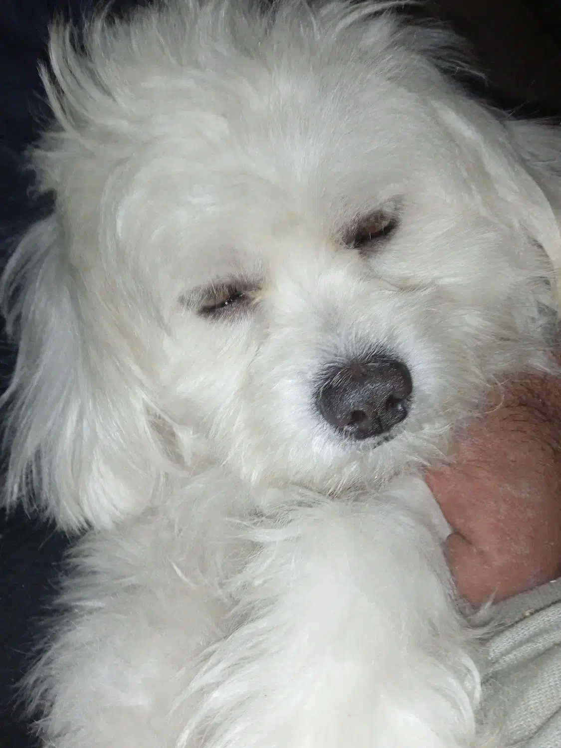 سگ گمشده است|حیوانات|تهران, شادآباد|دیوار