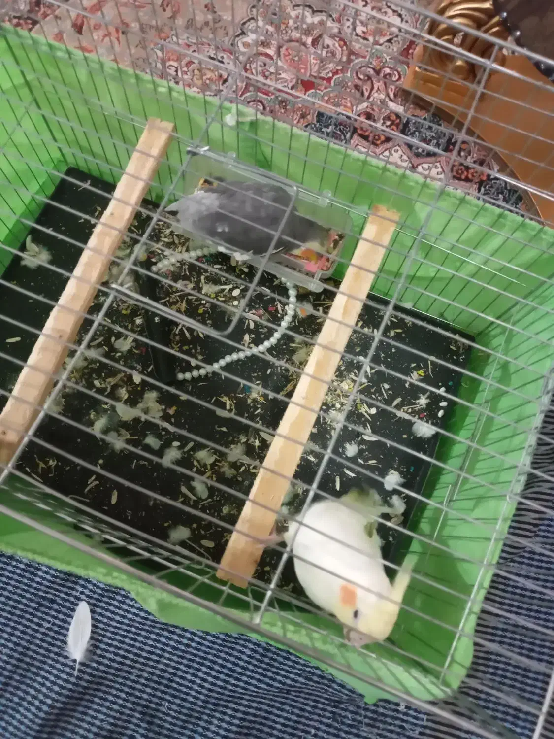 جفت عروس هلندی|پرنده|اندیمشک, |دیوار