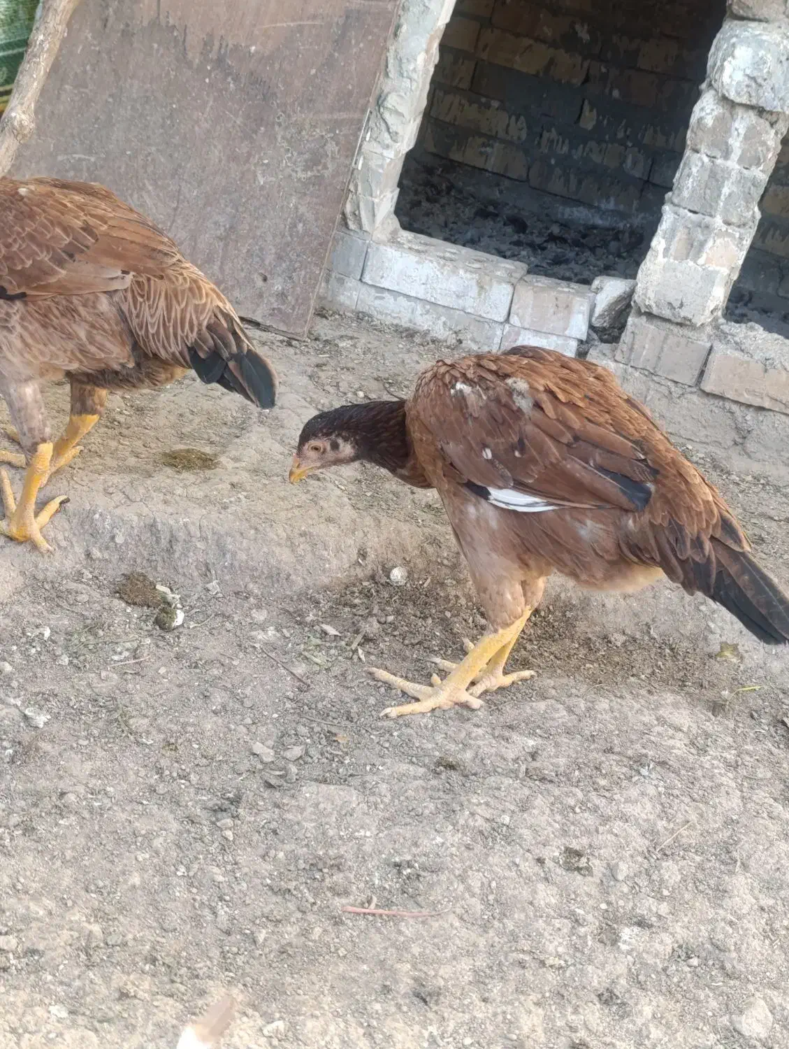 دو عدد|حراج|خوی, |دیوار