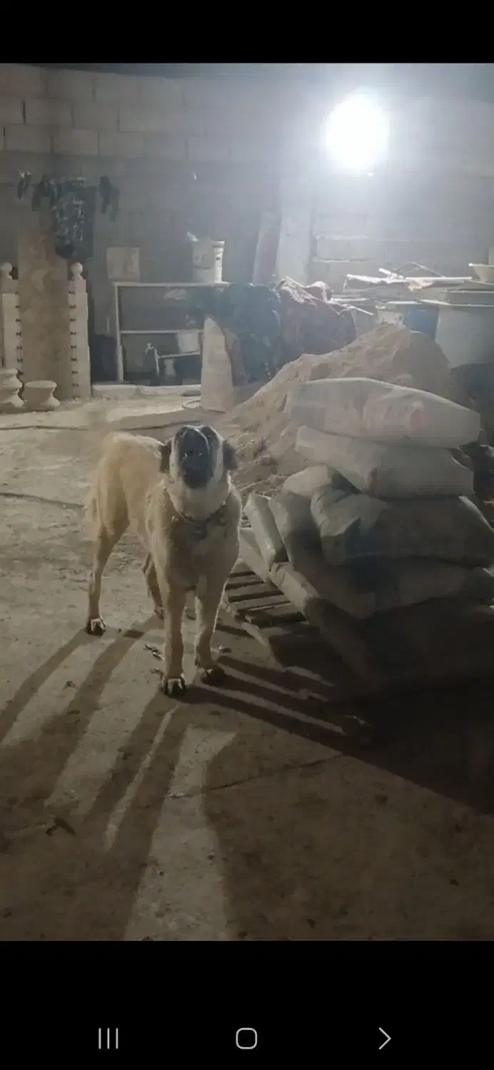 سرابی ۲ساله ماده|سگ|اندیمشک, |دیوار